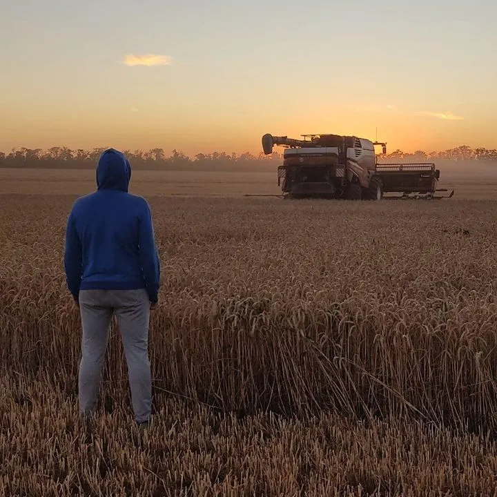 H820 grain harvester